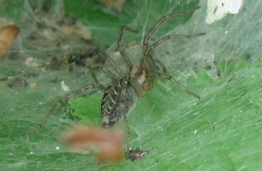 Agelena cf. labyrinthica